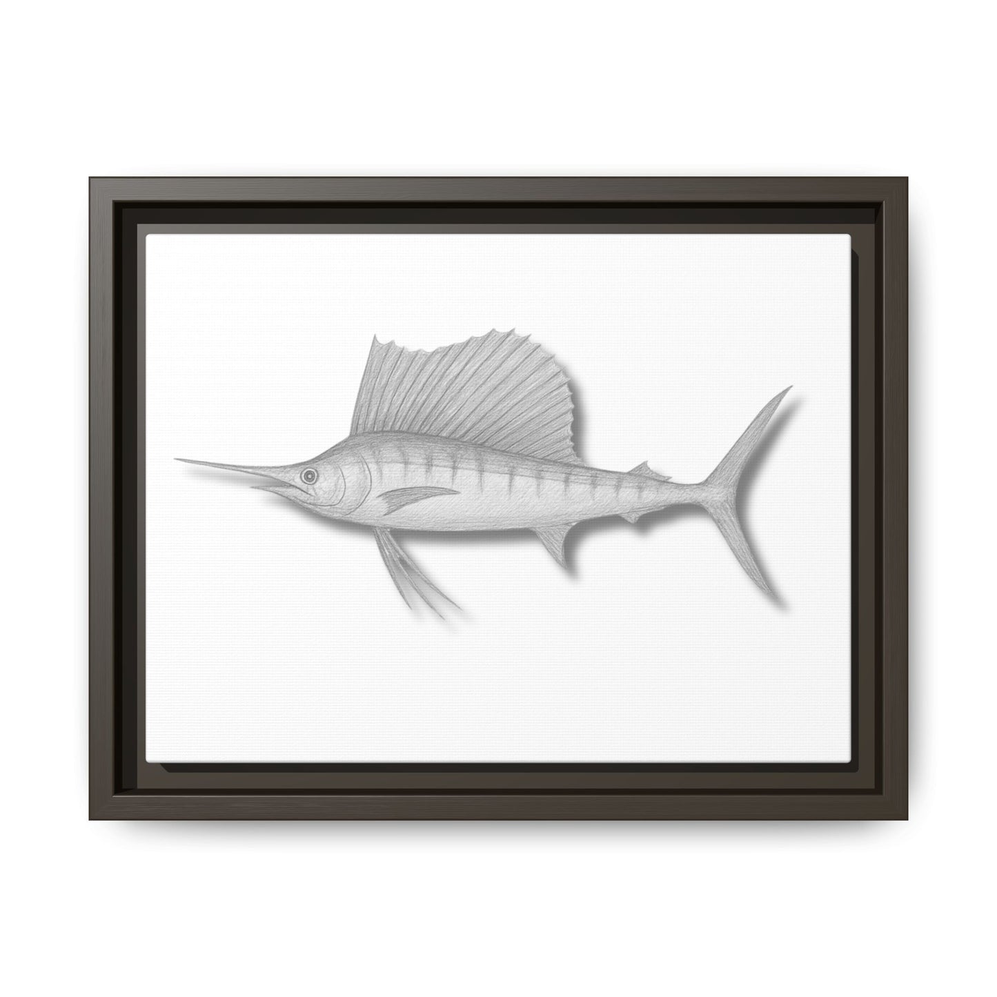 Sailfish