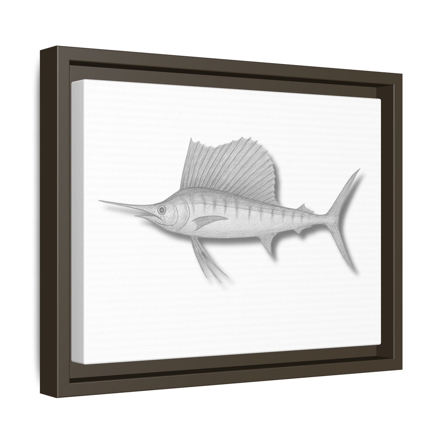 Sailfish