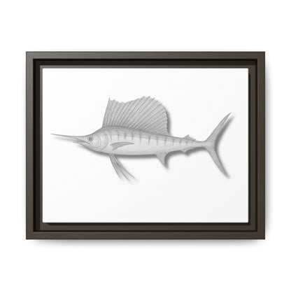 Sailfish