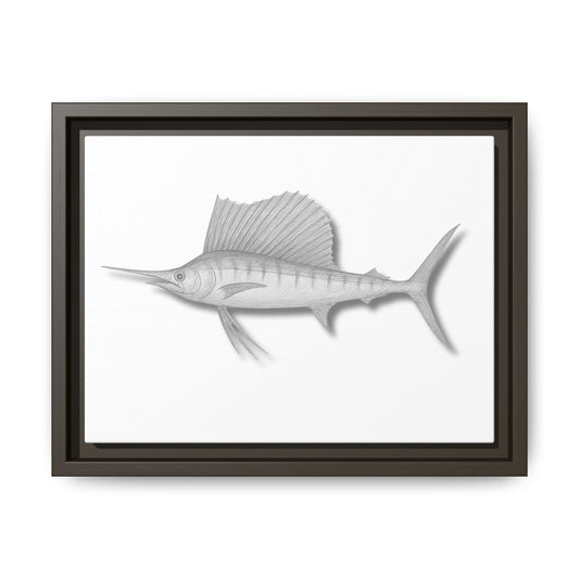 Sailfish