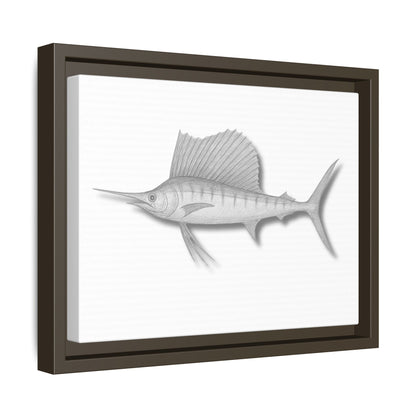 Sailfish